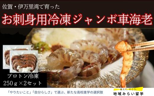 
            【佐賀県伊万里産｜お刺身用冷凍ジャンボ車海老】250gx2パック
          