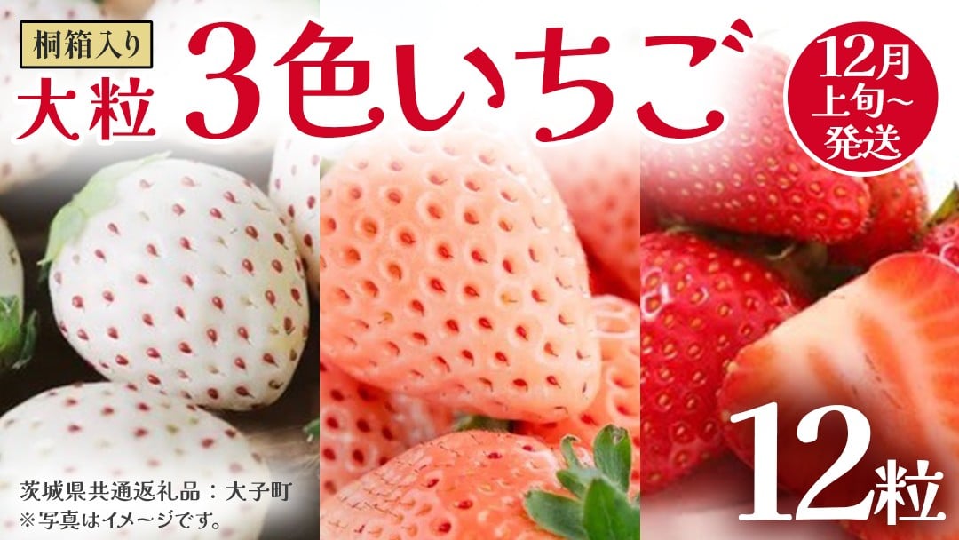 
                  桐箱入り 大粒 3色いちご 12粒【2025年12月上旬発送開始】(茨城県共通返礼品：大子町) いちご 苺 果物 フルーツ 果実
                