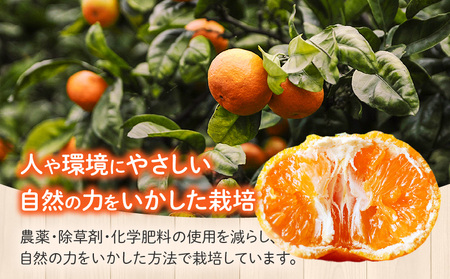 《2025年発送先行予約》【期間・数量限定】温州みかん8kg(傷み補償分200g付き) 果物 ミカン 柑橘