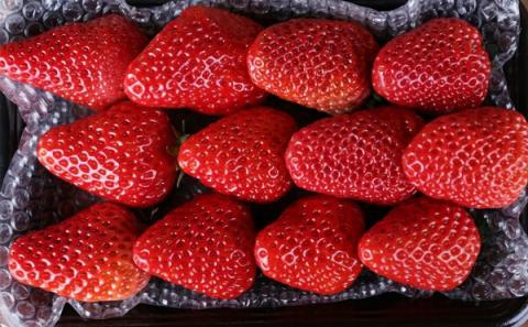 0017-40-02 れっどぱーる (富丘佐野農園) 自慢のいちご 完熟紅ほっぺ 4パック