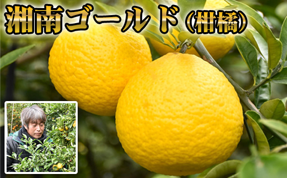 
                  湘南ゴールド（柑橘） ／ 果物 くだもの フルーツ ジューシー 新鮮 フレッシュ 新感覚 オレンジ 柑橘類 かんきつ 爽やか 甘み 酸味 デザート 湘南 ご当地 神奈川県 特産品 No.077
                