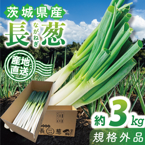 【訳あり】 河野農園 新鮮 長ねぎ ( 規格外 ) 約3kg｜ねぎ 野菜 茨城県 行方市(HW-1)