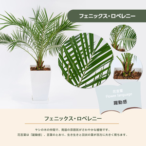 1月上旬～発送【観葉植物】フェニックス・ロベレニー60cm～80cm(Green Base/017-1469)南国鹿児島県で育った 観葉植物！植物 鉢付 インテリア 室内 オフィス おしゃれ プレゼン