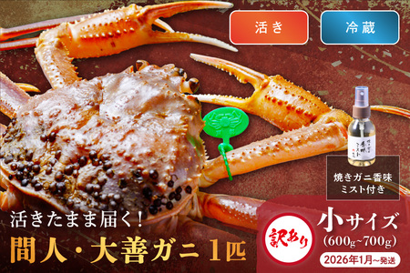 【活】京丹後市産 間人ガニ大善ガニ 訳あり小サイズ（600～700g) 1匹　(2026年1月～発送)蟹の匠　魚政