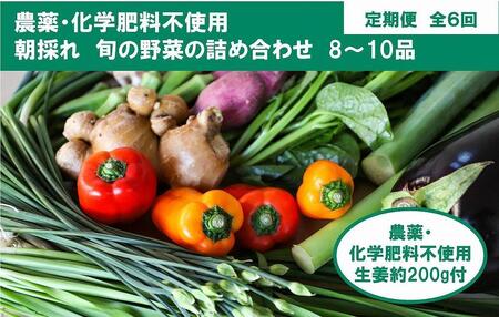 【6回定期便】 土佐の太陽をいっぱいに浴びた旬の野菜生姜約200gのセット「小」 【土佐野菜】 [ATBA012]