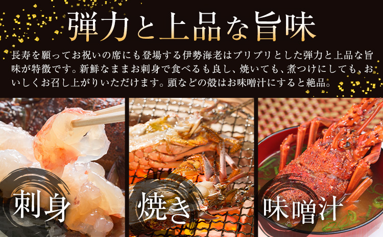伊勢海老 漁港直送 活 伊勢海老 約1kg (3～5匹) 比井崎漁業協同組合《12月上旬-4月中旬頃出荷》和歌山県 日高町 海産物 海鮮 えび エビ いせえび イセエビ 正月 お祝い 刺身 送料無料(