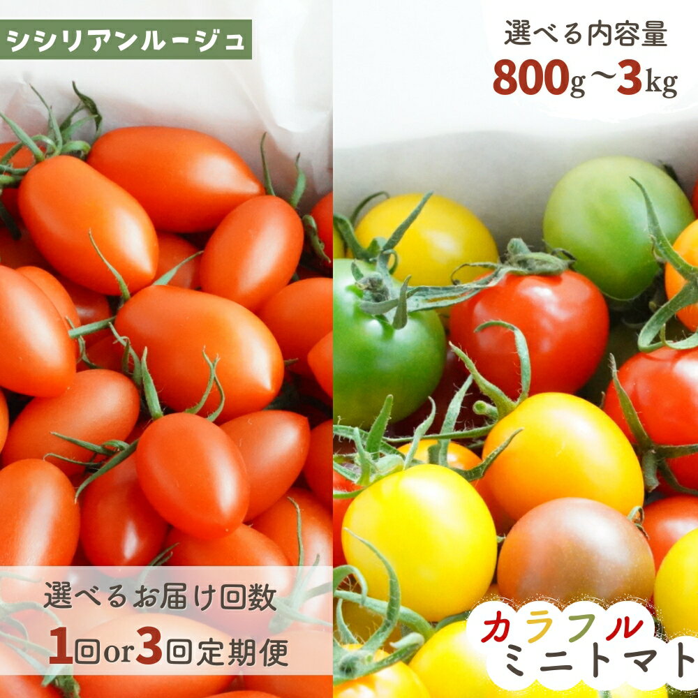 【ふるさと納税】げんき農場の朝採れ シシリアンルージュ カラフルトマト トマト 800g 1300g 3kg 6パック食べ比べ 定期便 料理 八街 千葉 とまと ミニトマト ギフト