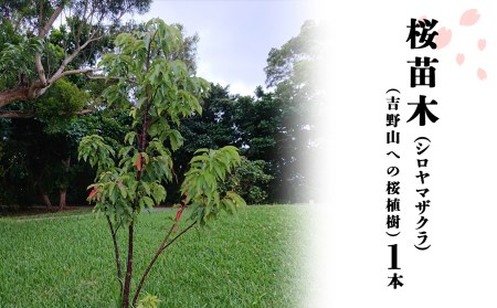 桜 シロヤマザクラ 苗木 1本 [BRBV001]