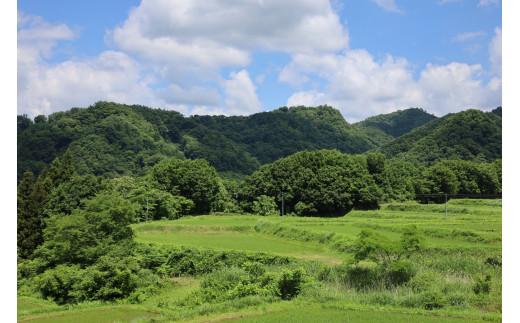 【先行予約/令和8年産 新米】【12ヶ月定期便】会津・北塩原村産「ひとめぼれ」10kg×12回お届け(大塩棚田米・標高500ｍ里山栽培） 【ふるさと納税 人気 おすすめ ランキング 新米 精米 ブランド米 銘柄米 ひとめぼれ 定期便 大塩棚田米 福島 会津 裏磐梯 北塩原 送料無料】 KBK042