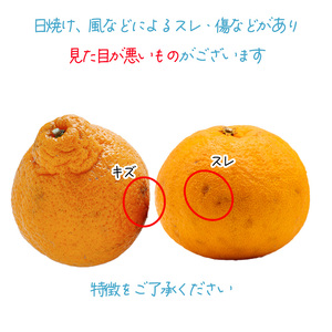 【2月下旬から順次発送】 【家庭用】 不知火 しらぬい 約5kg でこぽんと同品種 柑橘類 先行予約 フルーツ 柑橘類 先行予約 果物 フルーツ みかん シラヌイ 人気 おすすめ 愛媛 松山 田中農園