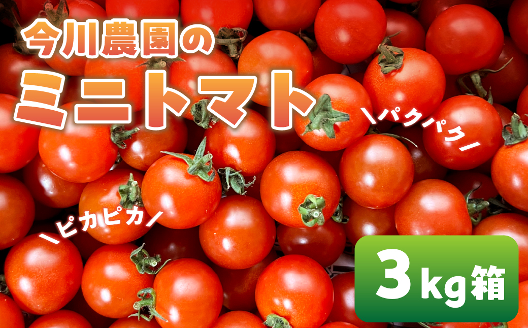 【ふるさと納税】【先行予約】今川農園のミニトマト 3kg 先行予約受付 期間限定 季節限定 野菜 国産 完熟 やさい フルーツ トマト 完熟 千果 ミニトマト プチ お弁当 贈り物 おやつ サラダ 送料無料 産地直送