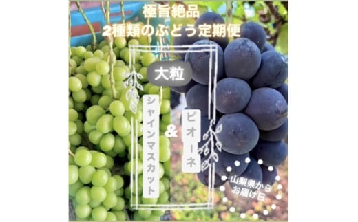 ＜発送月固定定期便＞旬のピオーネ+シャインマスカット2～3房(約1.5kg)全2回【4075417】