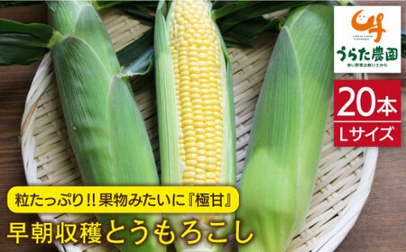【先行受付】果物 みたいに 極甘 ！ 早朝 収穫 とうもろこし Lサイズ ( 300g ) × 20本【2026年6月中旬以降順次発送】《糸島》【有限会社ウラタ農園】 [ALI002]