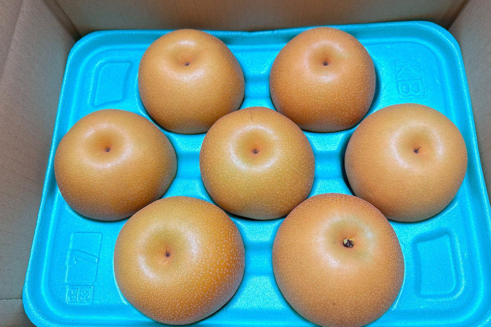 【先行受付】10月中旬～下旬発送 男鹿梨「大将梨園」南水 約2.5kg 5～8玉 3～5L 梨 秋田県 男鹿市 旬の果物