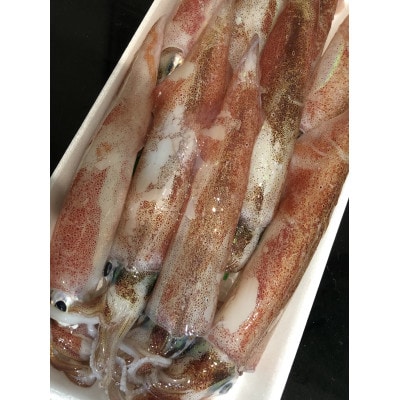 竹中水産のオススメ「剣先イカ3キロ以上!」【配送不可地域：離島】【1060853】