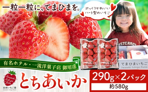 いちご 栃木県芳賀町産いちご とちあいか 2パック 580g  《2027年1月上旬-4月下旬頃出荷予定》岩﨑いちご園 果物 フルーツ 苺 イチゴ 栃木県 芳賀町 【配送不可地域あり】(沖縄・離島)