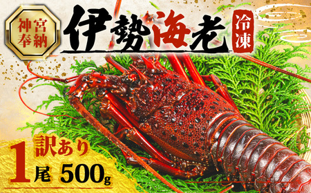 【年内配送・ダンボール入】 訳あり 伊勢海老 500g × 1尾 冷凍 伊勢海老 イセエビ イセ海老