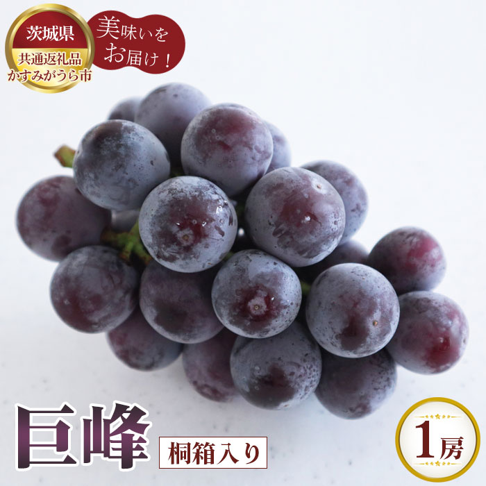 【ふるさと納税】【先行予約】巨峰　桐箱入り1房【茨城県共通返礼品 かすみがうら市】 ／ ブドウ ぶどう 葡萄 フルーツ 果物 贈答品 ギフト 送料無料 茨城県 No.596