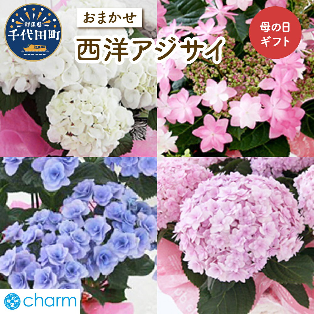 【ふるさと納税】母の日 ギフト 西洋アジサイ 品種 おまかせ ( 5号 1鉢 ) 花 鉢植え あじさい 紫陽花 母の日ギフト 贈り物 プレゼント 記念日 インテリア かわいい 送料無料 趣味 人気 オススメ 春 旬 期間限定 植物 家族 贈答 株式会社チャーム