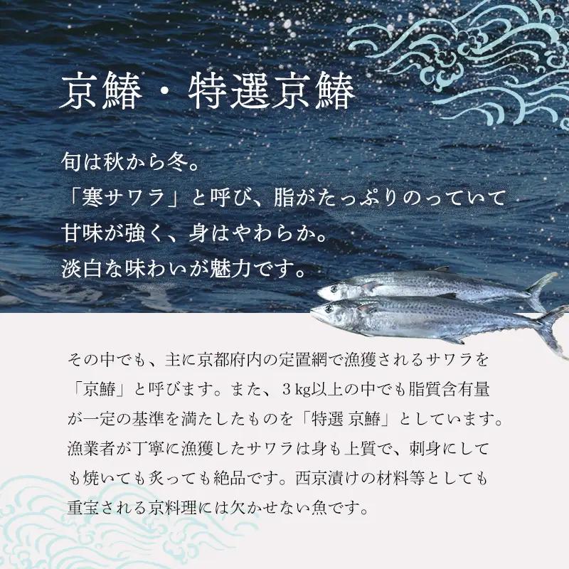 漁連直送！！ 京鰆 1.5kg以上 一尾 ： 鮮魚 寒さわら