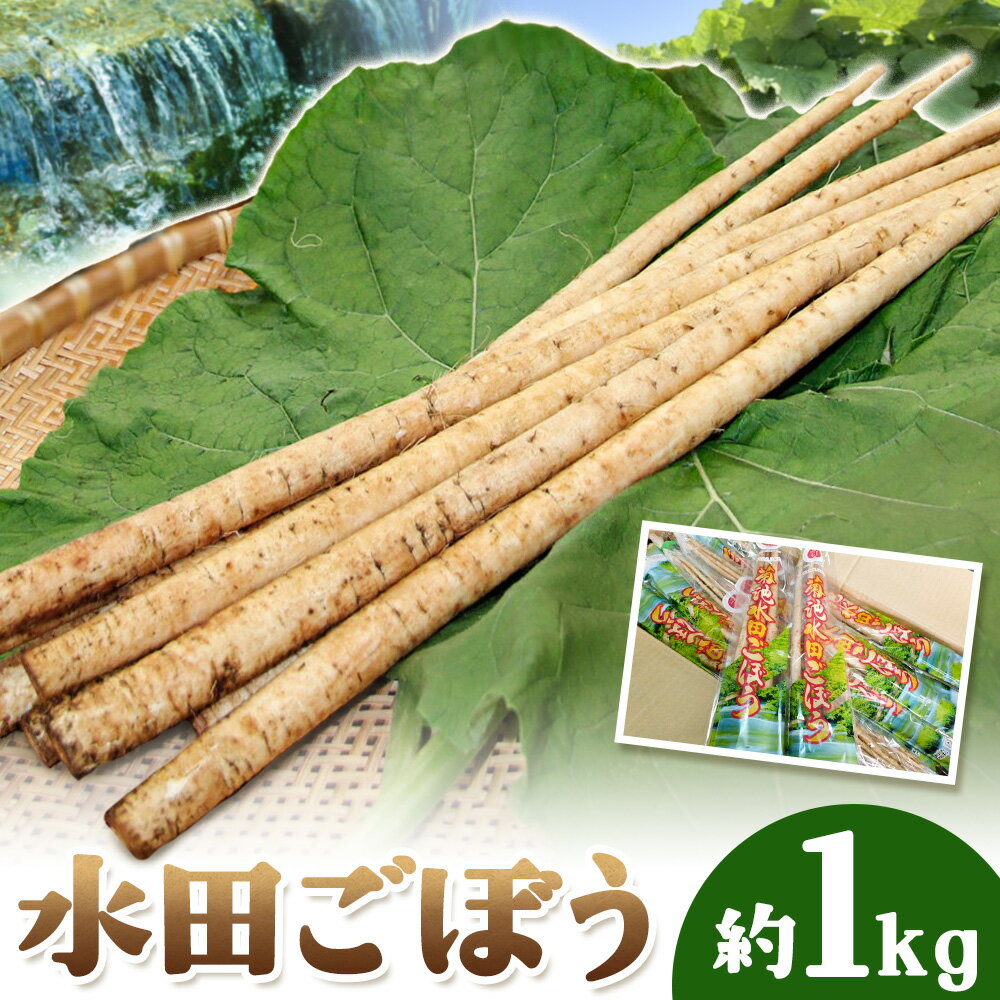 【ふるさと納税】水田ごぼう 約1kg 約200g×5袋 菊池地域農業協同組合《90日以内出荷予定(土日祝除く)》熊本県 菊池市 きくち水田ごぼう 下処理不要 牛蒡 ごぼう 野菜 根菜 菊池市産 熊本県産 国産 送料無料
