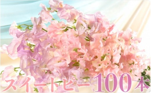 
            【1月～3月発送】スイートピー100本 N029-YE121
          