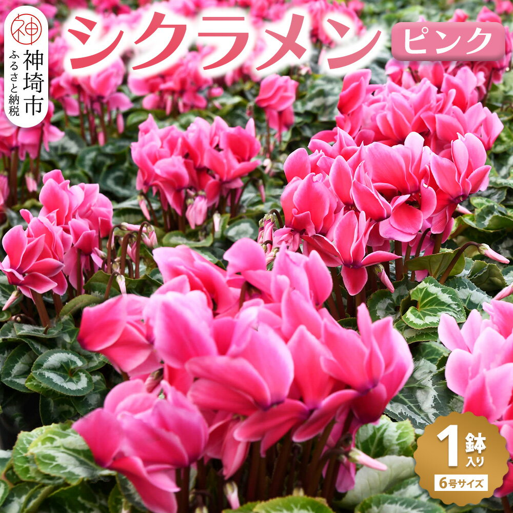 【ふるさと納税】【先行受付11月20日より発送 数量・期間限定】鉢花 シクラメン ピンク 6号鉢 【鉢花 シクラメン 冬のギフト ふるさと納税】(H069111)