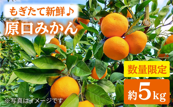 
                  【先行予約】 原口みかん 約5kg  ＜中尾果樹園＞ [CEL001] 11月下旬配送 長崎県 西海市 みかん 数量限定 ミカン 柑橘 フルーツ 西海 オレンジ 果物 ミカン 贈答 ギフト フルーツ 果実 甘い あまい デザート 新鮮 産地直送 くだもの 柑橘 みかん mikan 原口みかん 
                