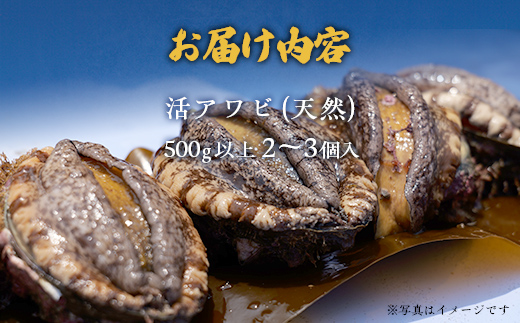 【2025年10月下旬以降発送】奥尻産天然アワビ500ｇ以上 OKUF012