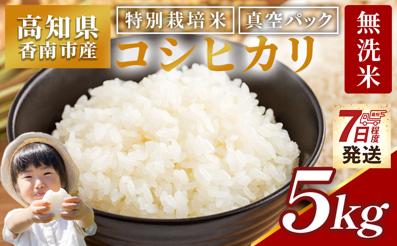 【7日程度で発送】【令和7年産】【無洗米】コシヒカリ5kg真空パック