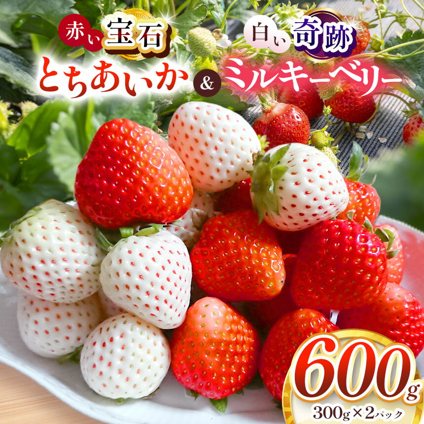 【ふるさと納税】真岡市産 赤い宝石「とちあいか」・白い奇跡「ミルキーベリー」セット 300g 600g | 紅白 赤 白 苺 strawberry ストロベリー おいしい 甘い ジューシー 贈答用 プレゼント ご褒美 スイーツ おやつ 高評価 人気 レビュー 栃木県 真岡市 日本一 送料無料