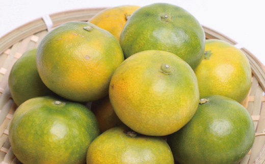 プレミアム有田みかん5kg+250g（傷み補償分）10月より発送(ゆら早生)　【YN26・ゆら早生】【ikd016B】