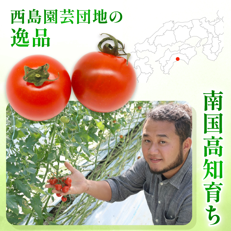 フルティカトマト 1kg | トマト フルティカトマト とまと フルーツ 果物 野菜 厳選 人気 ギフト プレゼント 贈り物 くだもの 旬 お取り寄せ 甘い 産地直送トマト 季節限定 期間限定 西島園