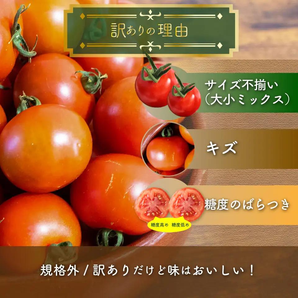 【2027年1月～4月頃発送】＜約1.2kg×3回 定期便＞訳あり 規格外 フルティカ トマト ましまファーム ミニトマト フルーツトマト アイメック  ワケあり