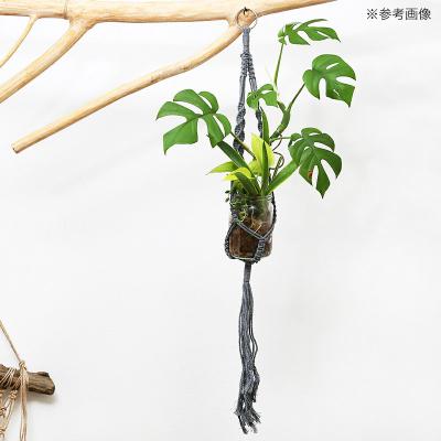 ふるさと納税 邑楽町 マクラメプランツハンガー コットン 3号用 インテリアプランツ|09_chm-cw0101ab |  | 01