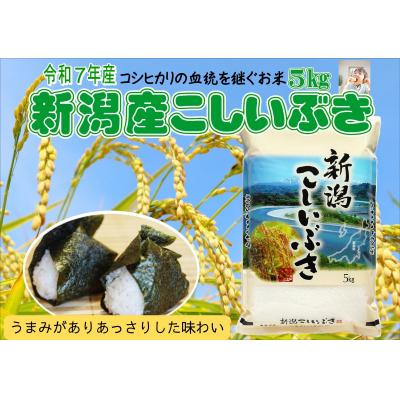 ふるさと納税 阿賀野市 【令和7年産】新潟産こしいぶき 5kg 白米 精米 コシヒカリ系 早生品種 井上米穀店