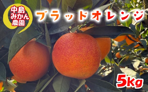 【2027年2月中旬頃から発送】 ブラッドオレンジ  5kg 家庭用 | ブラッドオレンジ 国産 柑橘 愛媛 訳あり 家庭用 フルーツ 甘酸っぱい 赤い果肉 タロッコ モロ ジュース 愛媛 松山 中島みかん農園