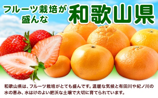 ゆず 国産 ご家庭用 訳あり 紀州 和歌山県産 有田 柚子 約3kg 有田マルシェ《2026年10月末頃-2027年1月下旬頃発送予定》 和歌山県 日高町 ユズ 柑橘 フルーツ ギフト 送料無料