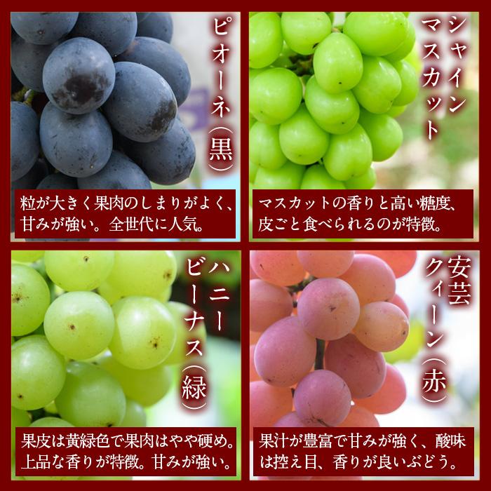 ＜先行予約受付中！2025年9月以降順次発送予定＞宇目葡萄 3種詰め合わせ＋シャインマスカット入り(合計2.5kg・4〜5房) ピオーネ 安芸クイーン ハニービーナス ぶどう 種なし 大分県 佐伯市【
