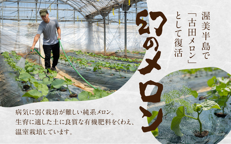 先行予約 渥美半島石井農園・純系古田メロン2玉 【2024年7月発送】 純系 箱詰め メロン フルーツ 果物 お取り寄せ 渥美半島 産地直送 幻 希少品 田原市 送料無料 20,000円