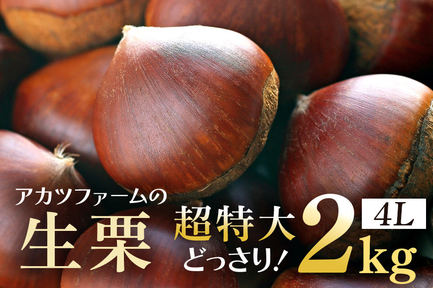 
            アカツファームの生栗 超特大 4Lサイズ 2kg 栗 笠間 栗 くり 生栗 特大 大きい 大粒 茨城 国産 国産栗 和栗 甘栗 栗ご飯 栗きんとん 栗おこわ 甘露煮 マロン 秋 旬 おやつ スイーツ きんとん 冷蔵 保存料不使用 無添加 ギフト 茨城県 笠間市
          