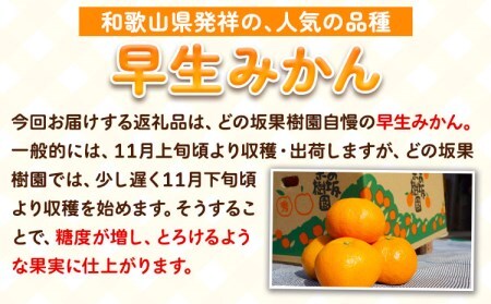 訳あり 早生 みかん 5kg ( サイズ 不選別 ) どの坂果樹園《12月上旬-1月末頃出荷》｜ 和歌山県 日高川町 みかん ご家庭用 訳ありみかん わけありみかんみかんみかんみかんみかんみかんみかん