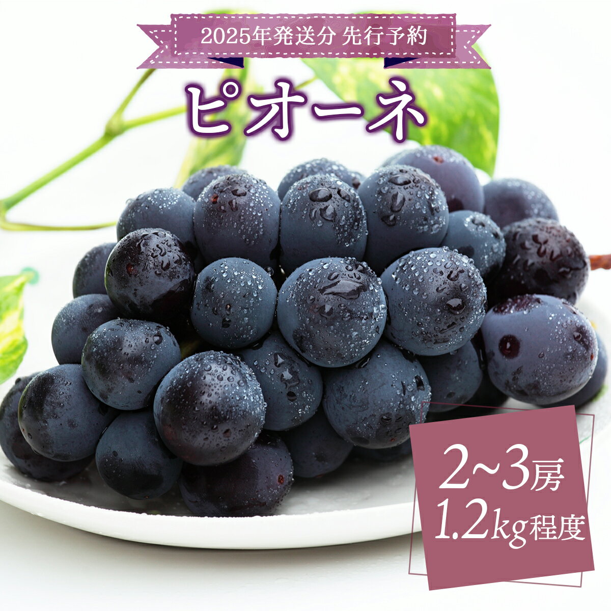 【ふるさと納税】＜2025年発送分 受付終了間近＞ピオーネ 1.2kg以上（2～3房） 2025年9月初旬頃から順次発送予定 大粒 高糖度 フルーツ 果物 くだもの 巨峰 ぶどう ブドウ 葡萄 岡山県 高級 人気 送料無料［025-a022］