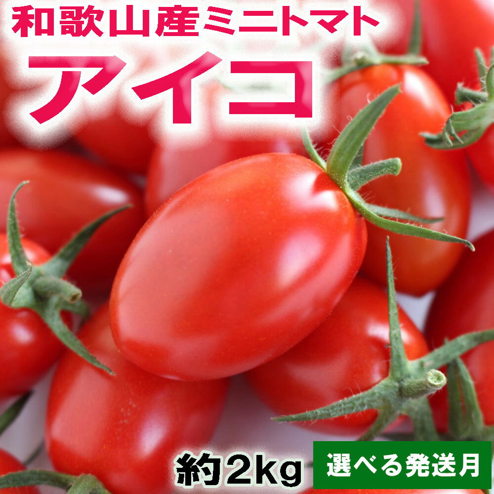 【ふるさと納税】［選べる発送時期］和歌山産ミニトマト「アイコトマト」約2kg（M・Lサイズおまかせ）