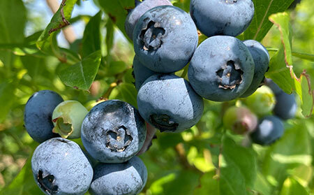 A24-002 だいせんのめぐみブルーベリージャムセット