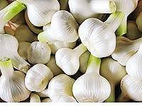 小豆島 生にんにく 2kg