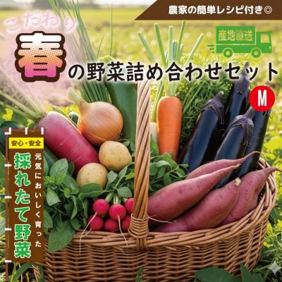 ふるさと納税 和泉市 【こだわり春の野菜詰め合わせセット】Mサイズ　栽培期間中農薬・化学肥料・除草剤不使用の旬野菜
