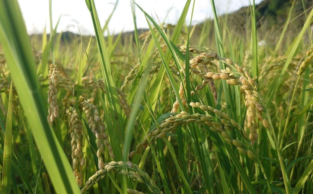 自然共生サイトブレンド米