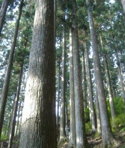 吉野杉の木箱　もくわく　大　1個《吉野中央木材株式会社》