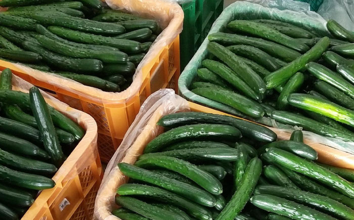 きゅうり キュウリ 胡瓜 野菜 やさい ヤサイ 新鮮 冷蔵